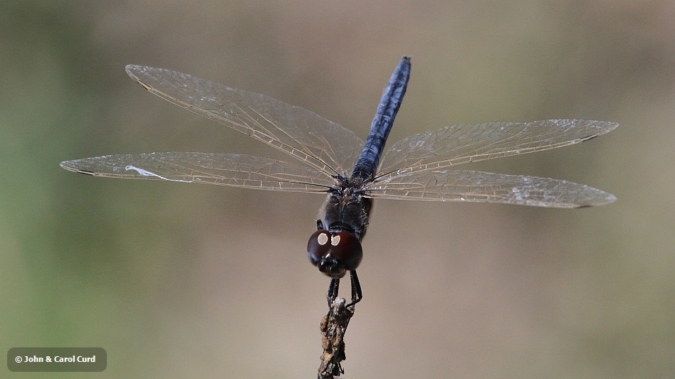 J17_1515 Selysiothemis nigra male.JPG